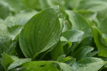 Closeup of Hostas plantain lilies green leaf with rain drops