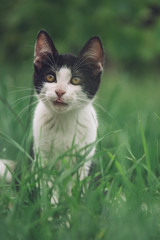 Adorable young cat