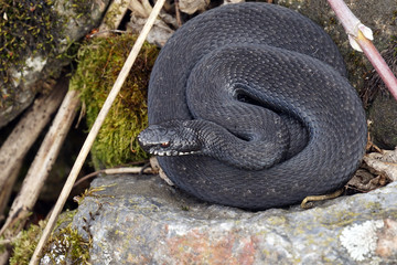 viper