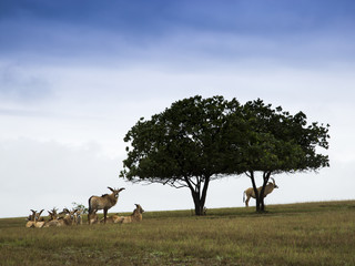 Roan antelope