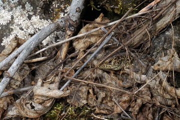 lizard
