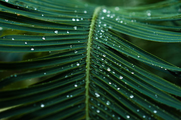 Green leaf with droplets, closeup.