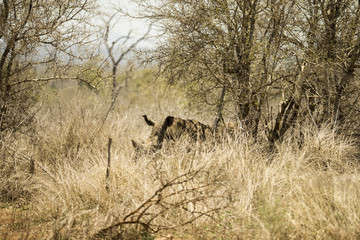 White rhino in Hlane bush