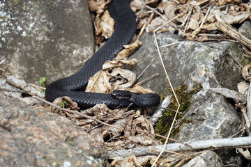 viper