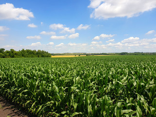 Fototapeta na wymiar Field with young corn in Russia