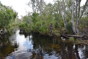 Fototapeta na wymiar River flows through the bush in Nitmiluk National Park, Australia.