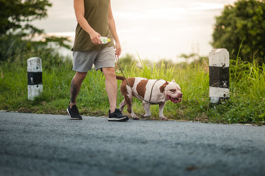 Dog Running Exercise On The Street Park In The Morning. Running With Pitbull.