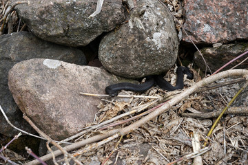 viper