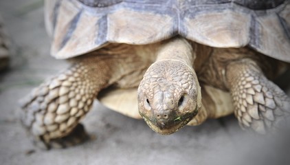 Naklejka premium Giant turtles, dipsochelys gigantea in island Mauritius , Close up