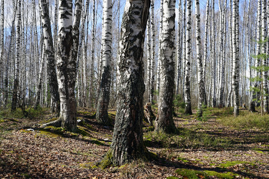 Fototapeta forest