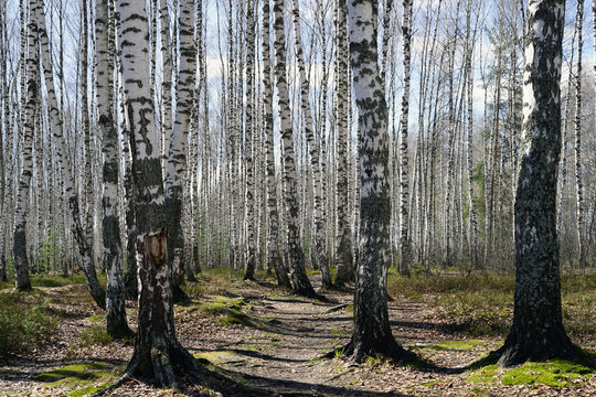 Fototapeta forest
