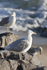   Save Download Preview Closeup of a seagull with blurred seagulls in the background