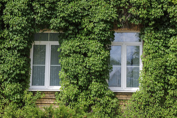 Fototapeta na wymiar plant ivy curling on the wall of a house with windows. gardening of the city.