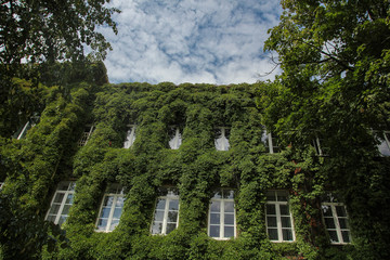 plant ivy curling on the wall of a house with windows. gardening of the city.