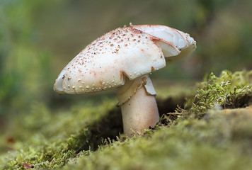 Amanita 