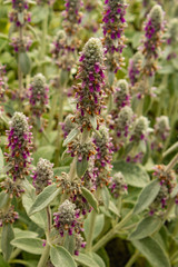 Garden Patch of Lupins