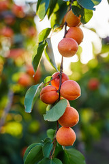 Branch of tree with ripe apricots