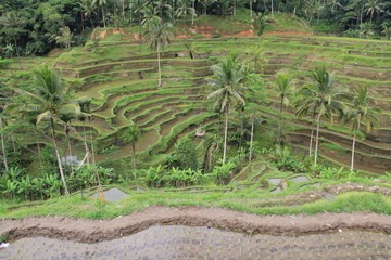 Rizières Bali