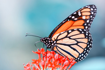 Closeup  beautiful butterfly  & flower in the garden.