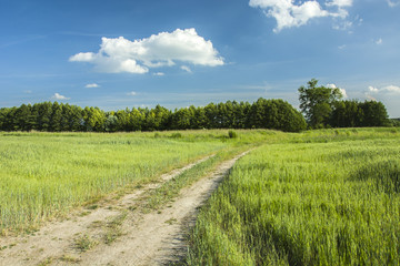 Sandy road through green fields to the forest, view on a sunny day