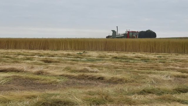 moisson des champs de lin