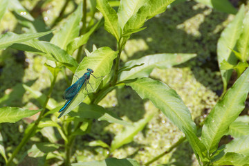 Blaufluegel Prachtlibelle