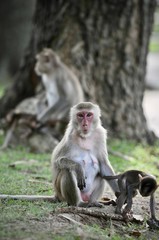 Closed up Mom hug with baby monkey, Thailand, family has a monkey mother and a cute monkey baby. Monkey is playing and staring.