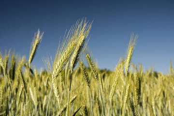 The ears of triticale and blue sky