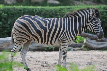 Closeup behind of Zebra in Khoakeaw Zoo Thailand