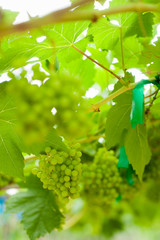 Vine and bunch of white grapes in garden.Fresh Green grapes on vine. Summer sun lights. Defocus picture.