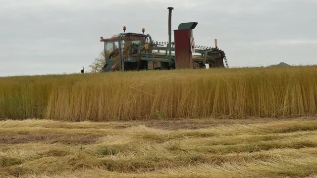 moisson des champs de lin