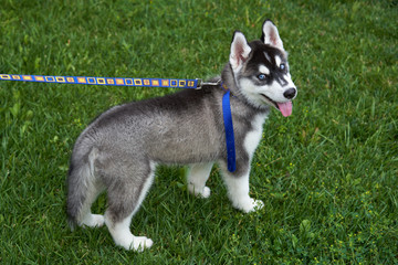 Puppy Siberian husky black and white with blue eyes outdoors on green field