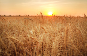Fototapeta premium Wheat field ripe grains and stems on background of sunset sky