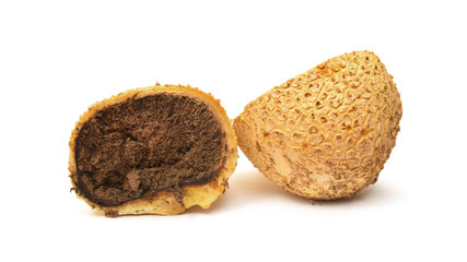 Scleroderma citrinum mushroom