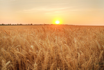 Obraz premium Wheat field ripe grains and stems on background of sunset sky