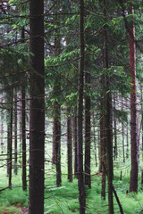 the road through the dense coniferous forest