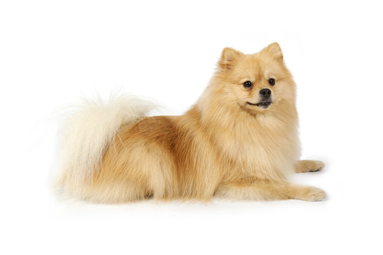 Purebred Pomeranian dog on a white background