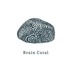 Brain coral vector illustration.Drawing of sea polyp on white background.