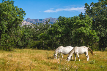 Wild White Horses in Mountain Pasture Spain