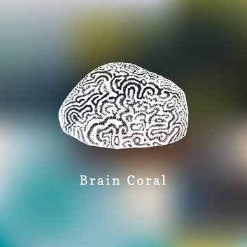 Brain coral vector illustration.Drawing of sea polyp on blurred background.