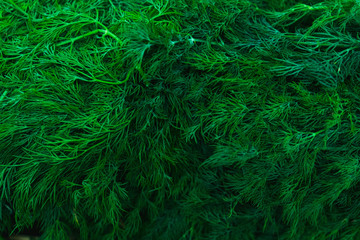 Fresh greens, dill, seasonings close-up top view  on the counter of the vegetable market. 