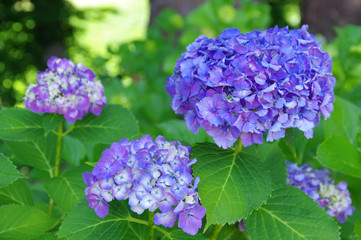 高源院のあじさい