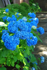 高源院のあじさい