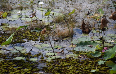 Waterlilies floating on the water. Mamukala Wetlands in dry season on a cloudy day. This place allows bird-watchers to see an astonishing variety of bird life and vegetation.