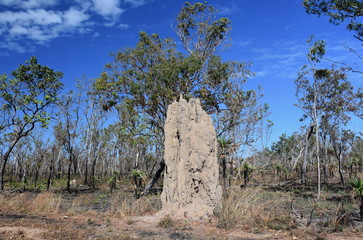 A giant termite mound (Nasutitermes triodae) in the Mary River region in Kakadu National Park, Northern Territory of Australia.