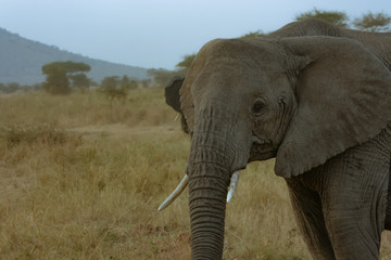Young Elephant in Tanzania Closeup