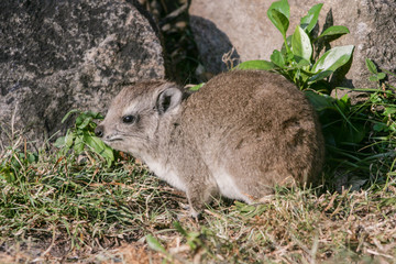 Hyrax Against Rock