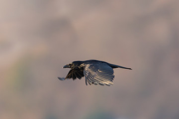 flying carrion crow (corvus corone)  spread wings