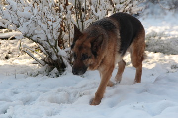 Bonny in Snow