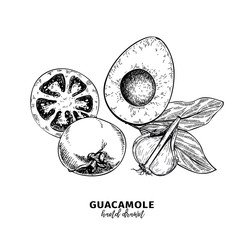 Hand drawn avocado, tomato and garlic. Guacamole dip ingredients. Vector engraved cooking icons. Mexican traditional food. Use for restaurant menu design, packaging, kitchen book illustration, flyer.